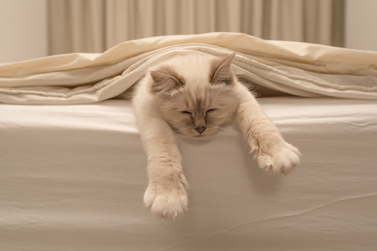 猫のための快適なベッドの作り方