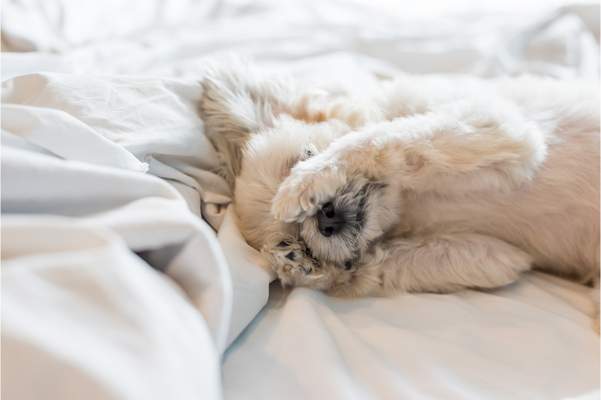 犬の睡眠パターンと寝床の作り方