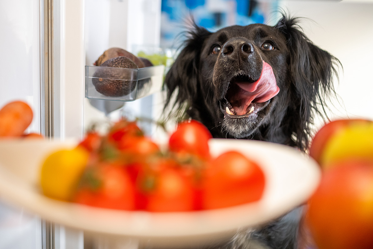 トマトを食べても大丈夫！犬にトマトを与える際の注意を解説！