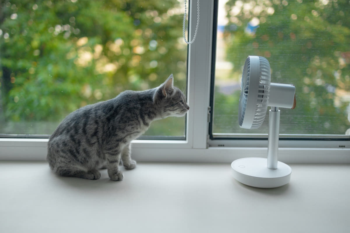 夏を快適に過ごすための猫の暑さ対策の重要性