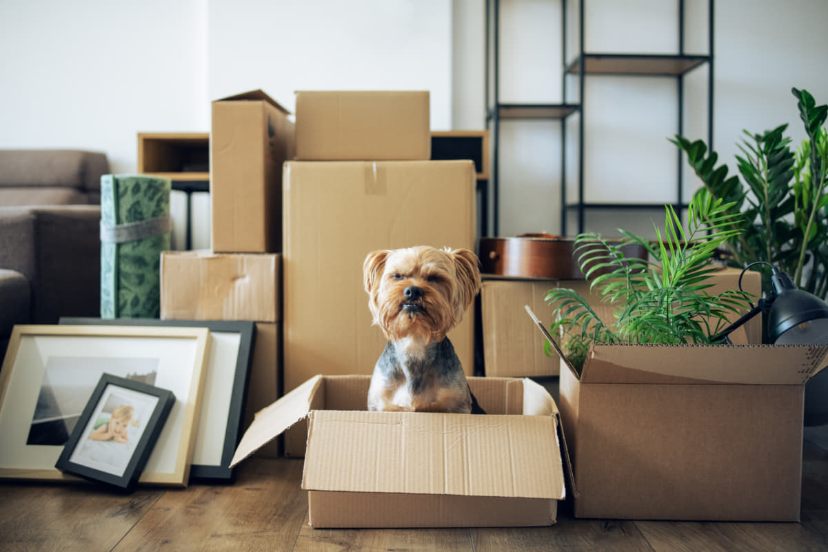 愛情不足のサインかも？犬が寂しい時にする４つの行動